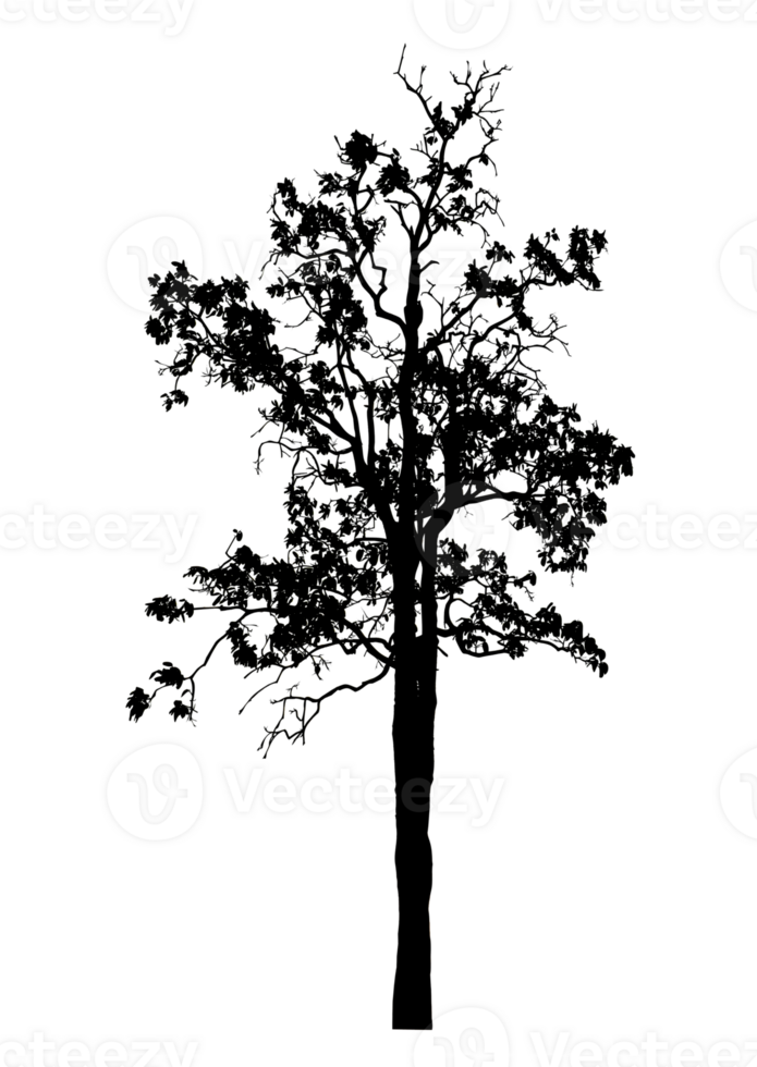 Realistic tree silhouette isolated on transparent background with clipping path and alpha channel png