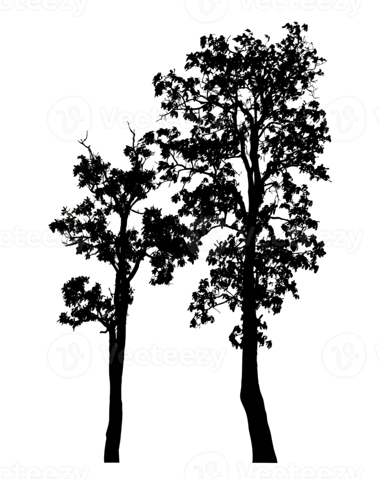Realistic tree silhouette isolated on transparent background with clipping path and alpha channel png