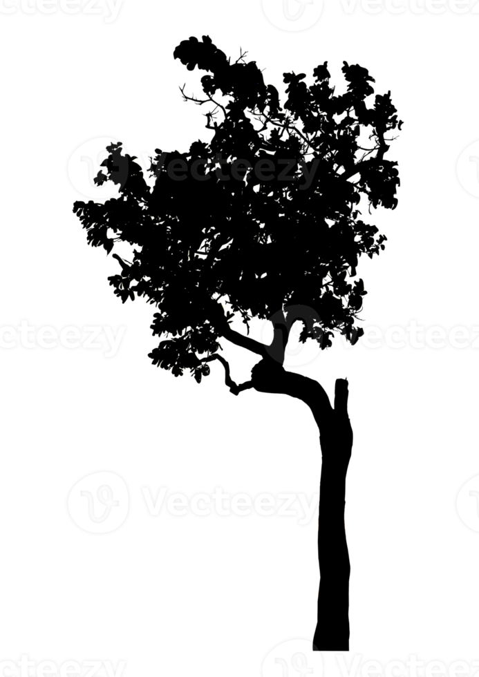Realistic tree silhouette isolated on transparent background with clipping path and alpha channel png