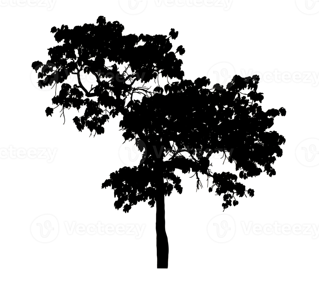 Realistic tree silhouette isolated on transparent background with clipping path and alpha channel png