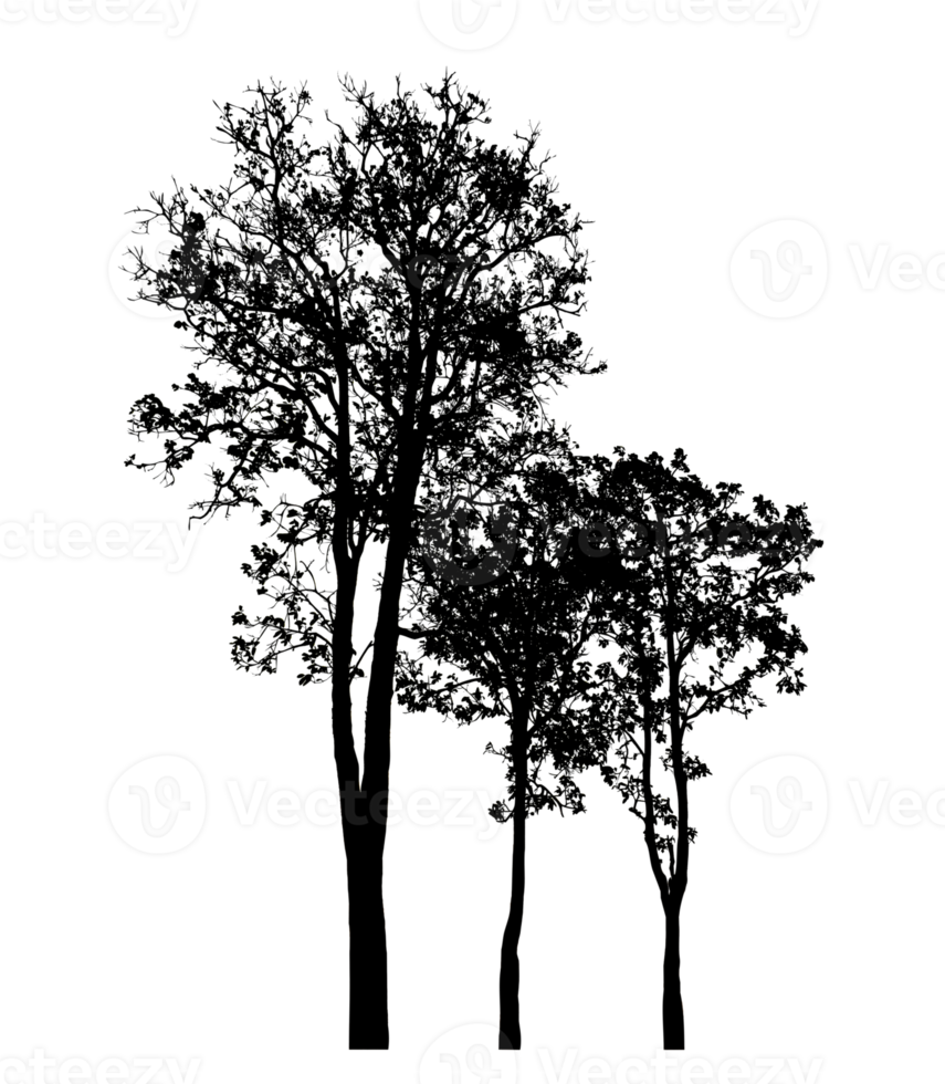 Realistic tree silhouette isolated on transparent background with clipping path and alpha channel png