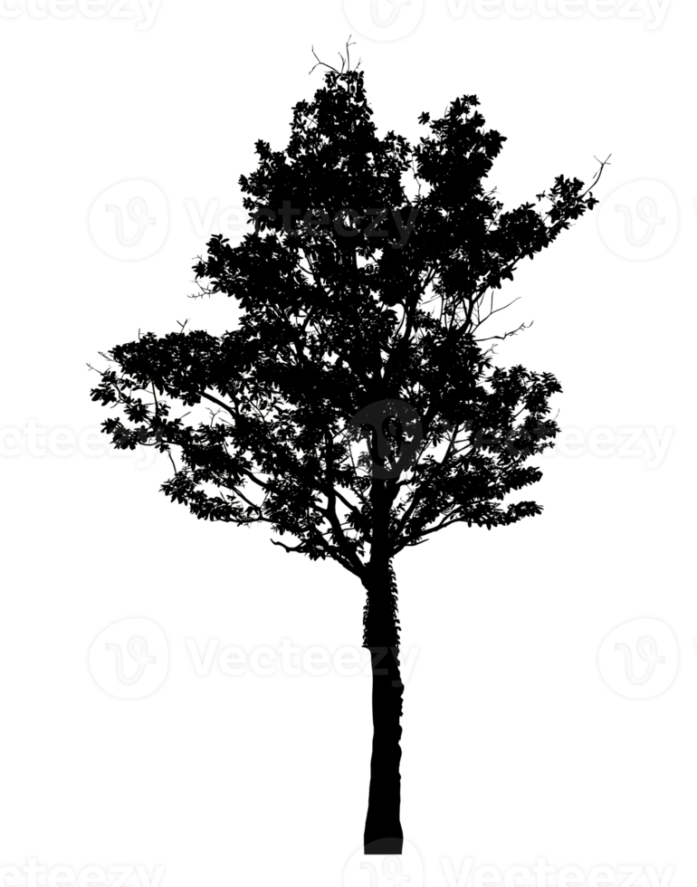 Realistic tree silhouette isolated on transparent background with clipping path and alpha channel png