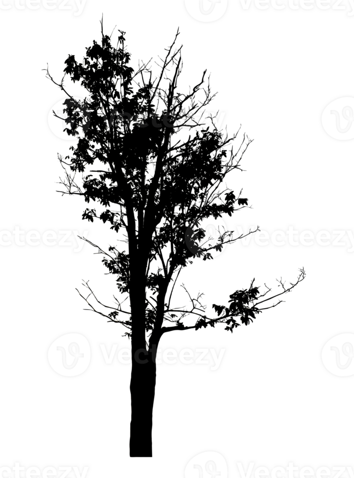 Realistic tree silhouette isolated on transparent background with clipping path and alpha channel png