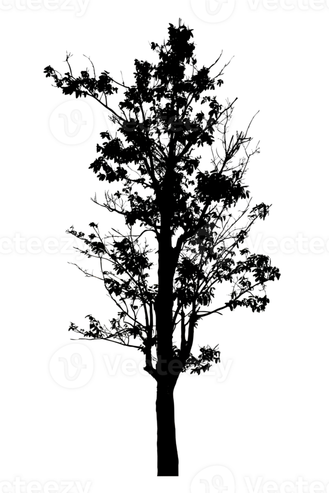 Realistic tree silhouette isolated on transparent background with clipping path and alpha channel png