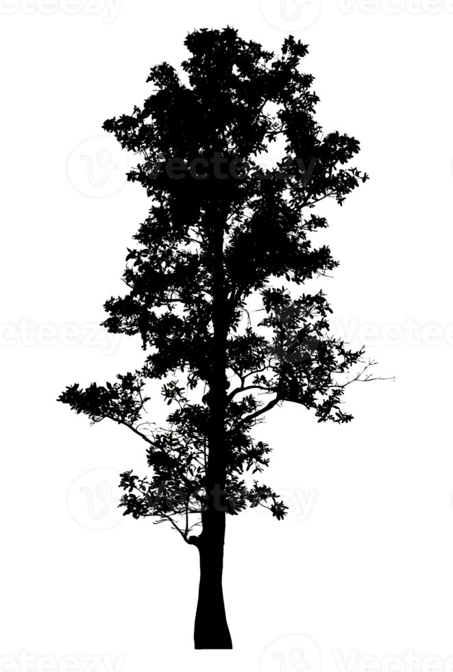 Realistic tree silhouette isolated on transparent background with clipping path and alpha channel png