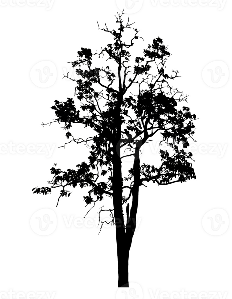 Realistic tree silhouette isolated on transparent background with clipping path and alpha channel png