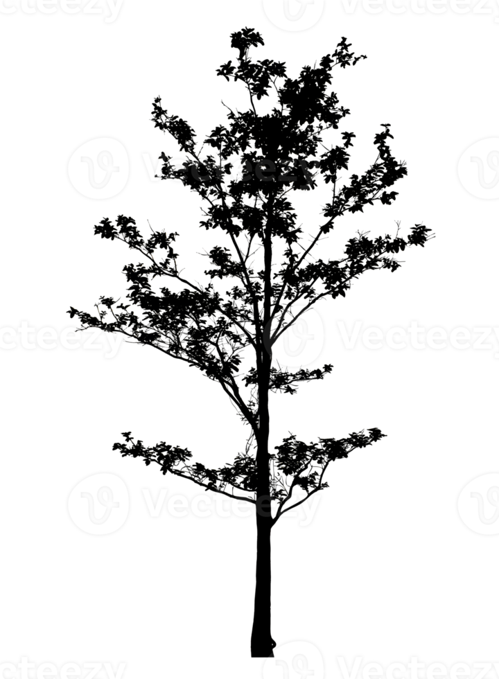 Realistic tree silhouette isolated on transparent background with clipping path and alpha channel png