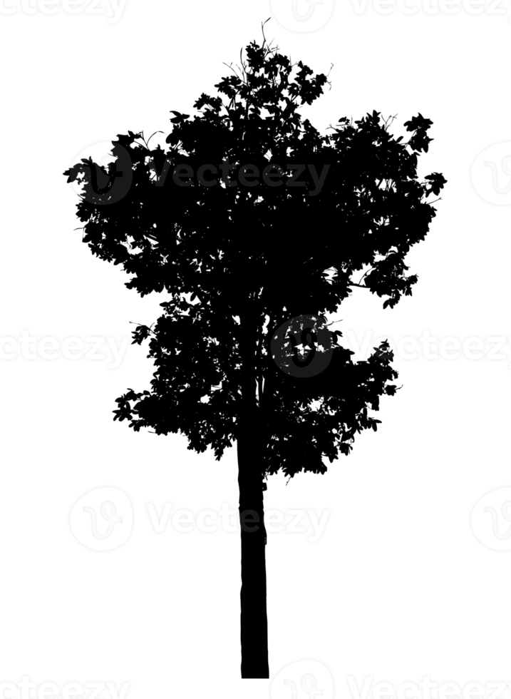 Realistic tree silhouette isolated on transparent background with clipping path and alpha channel png