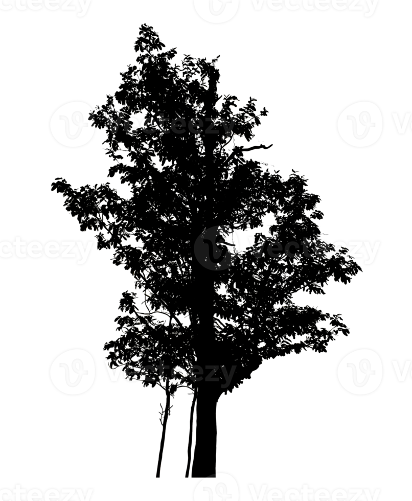 Realistic tree silhouette isolated on transparent background with clipping path and alpha channel png