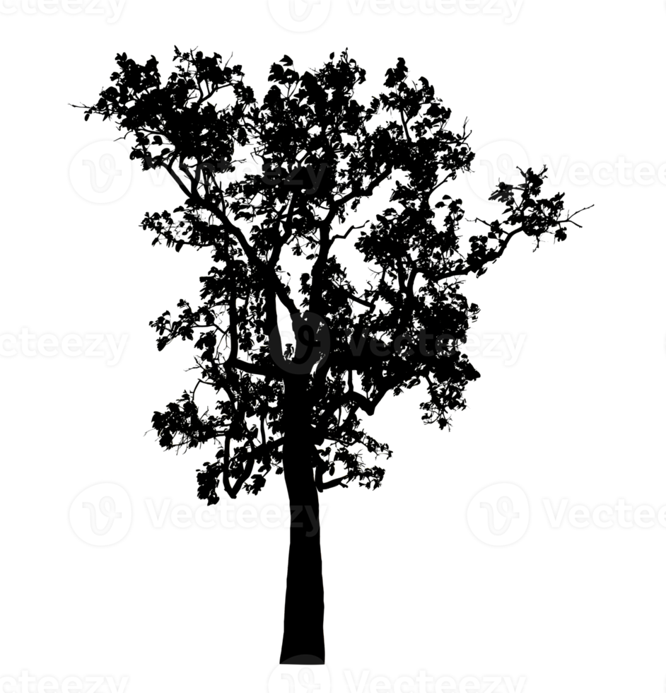 Realistic tree silhouette isolated on transparent background with clipping path and alpha channel png