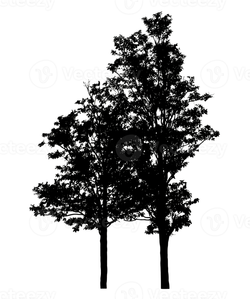 Realistic tree silhouette isolated on transparent background with clipping path and alpha channel png