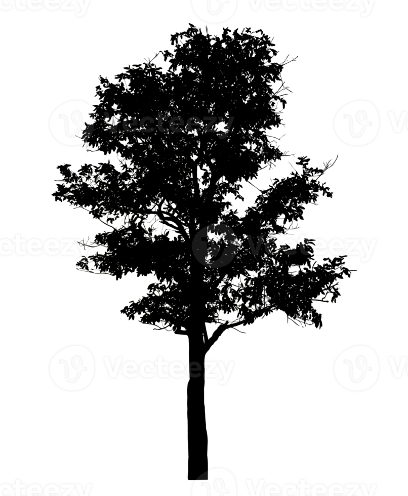 Realistic tree silhouette isolated on transparent background with clipping path and alpha channel png