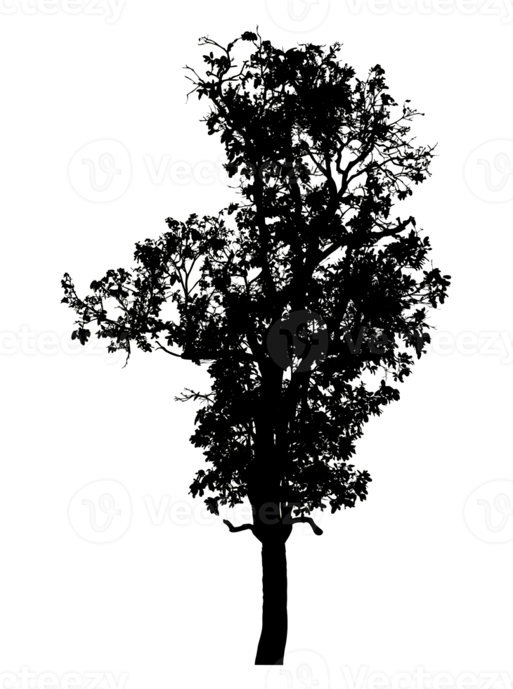 Realistic tree silhouette isolated on transparent background with clipping path and alpha channel png