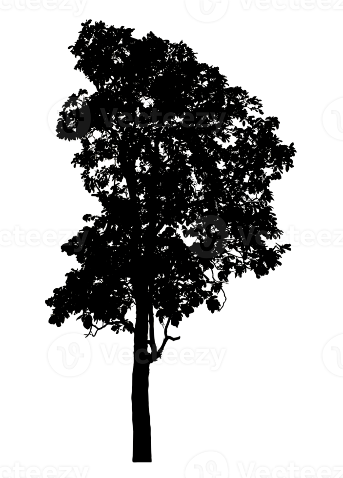 Realistic tree silhouette isolated on transparent background with clipping path and alpha channel png