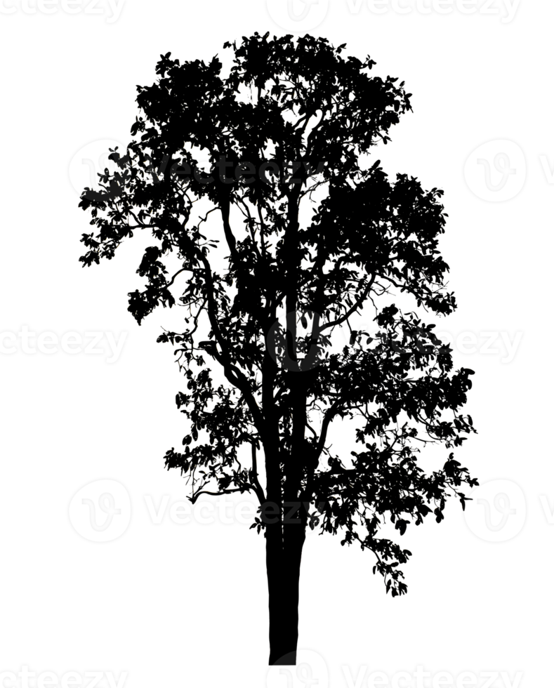 Realistic tree silhouette isolated on transparent background with clipping path and alpha channel png