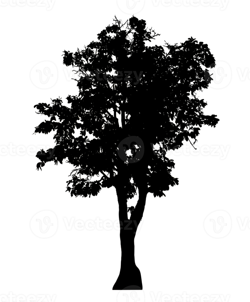 Realistic tree silhouette isolated on transparent background with clipping path and alpha channel png