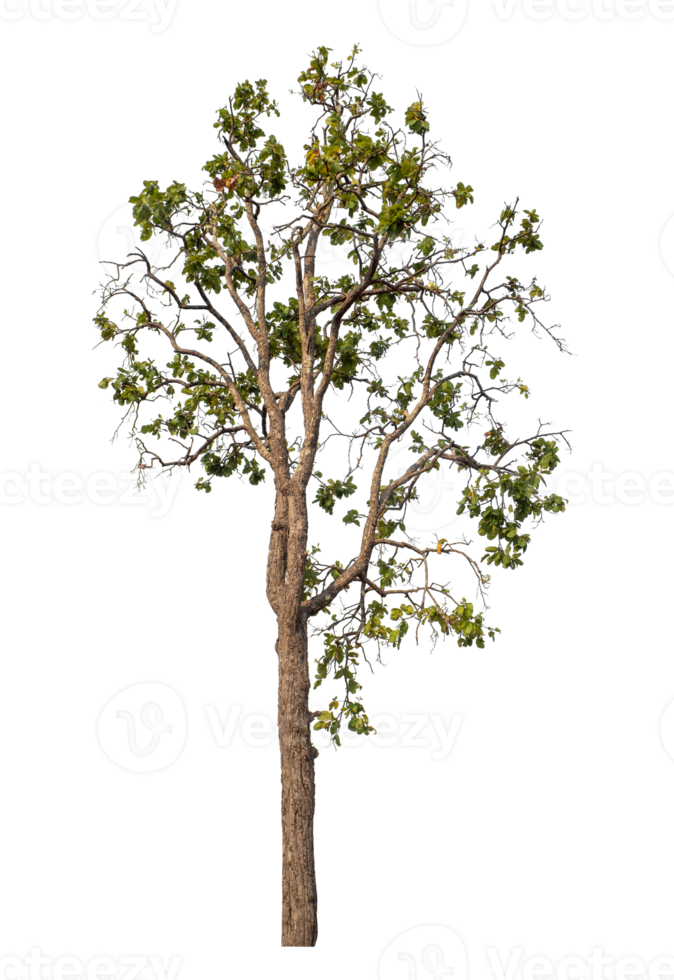 Tree isolated on transparent background png