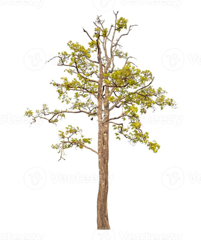 Tree isolated on transparent background png