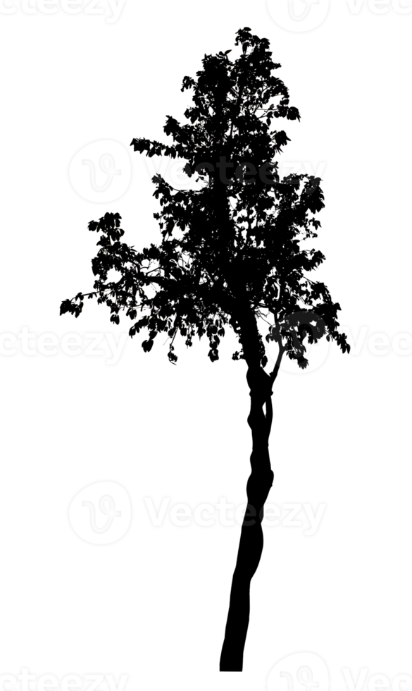 Realistic tree silhouette isolated on transparent background with clipping path and alpha channel png
