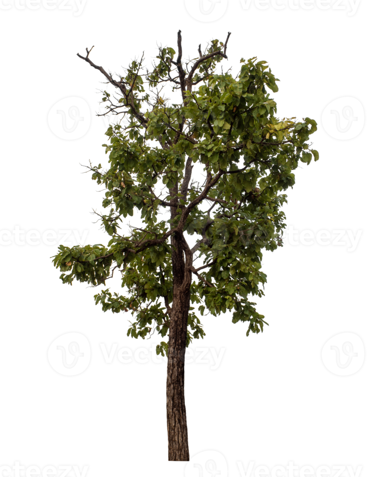 Tree isolated on transparent background png