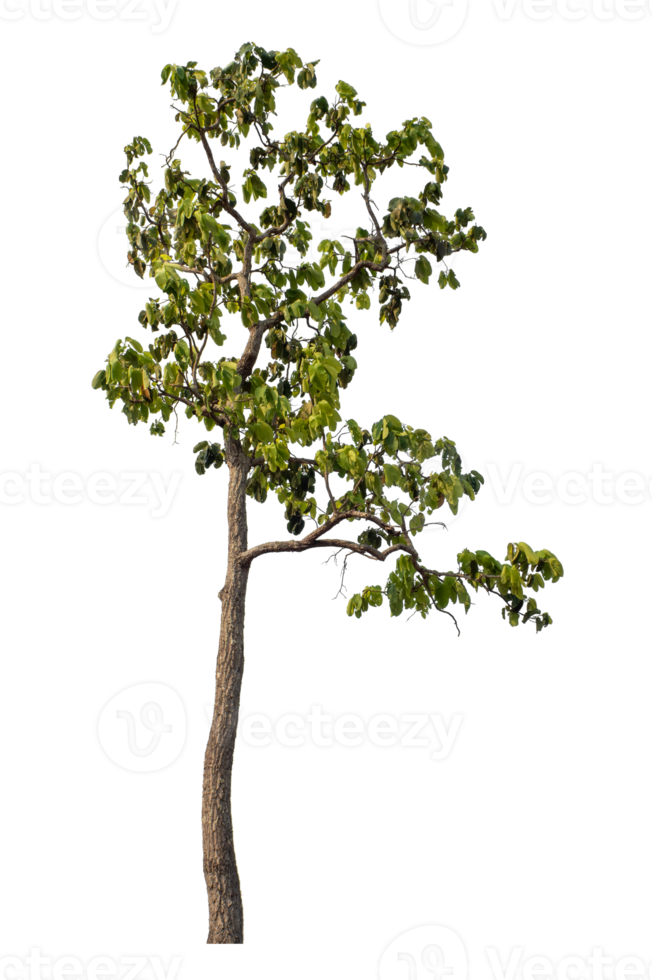 Green tree isolated on transparent background png