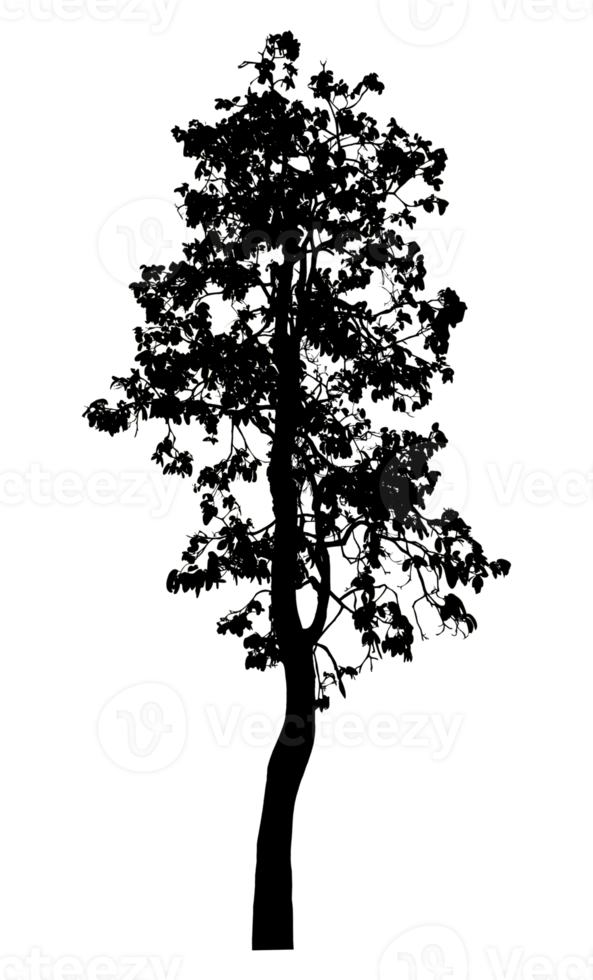 Realistic tree silhouette isolated on transparent background with clipping path and alpha channel png
