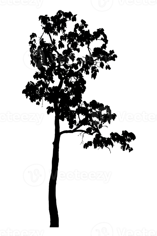 Realistic tree silhouette isolated on transparent background with clipping path and alpha channel png