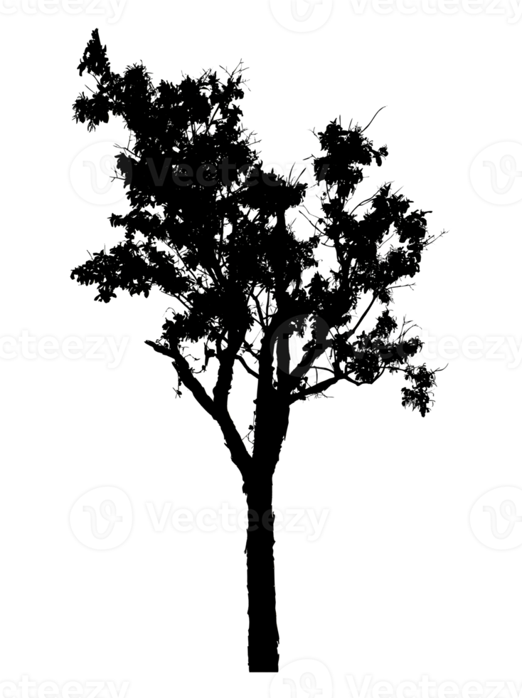 Realistic tree silhouette isolated on transparent background with clipping path and alpha channel png