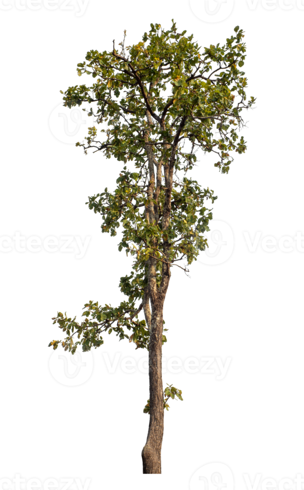 Tree isolated on transparent background png