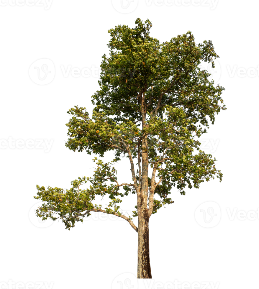 Tree isolated on transparent background png