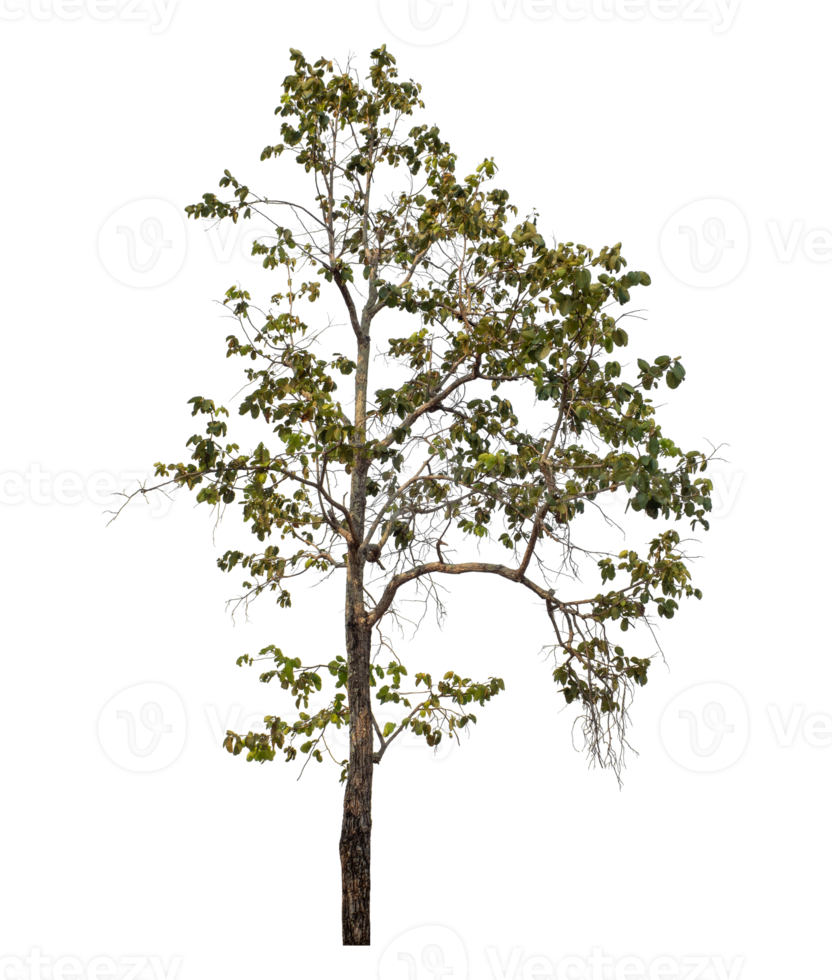 Tree isolated on transparent background png