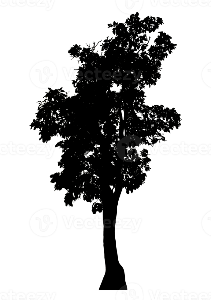 Realistic tree silhouette isolated on transparent background with clipping path and alpha channel png