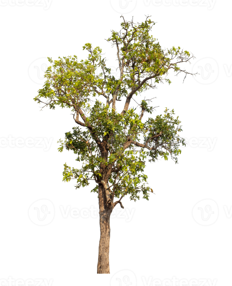 Tree isolated on transparent background png