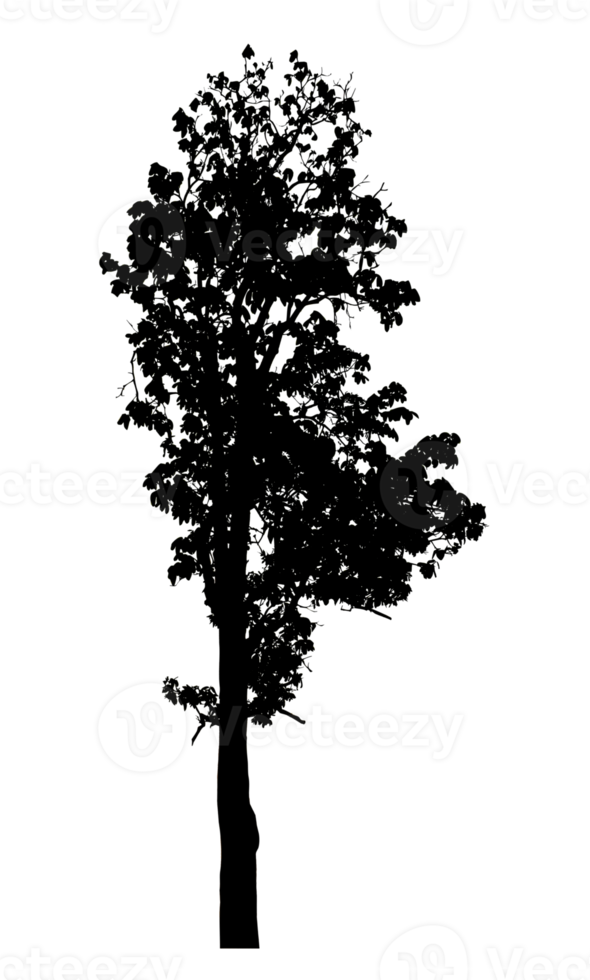 Realistic tree silhouette isolated on transparent background with clipping path and alpha channel png