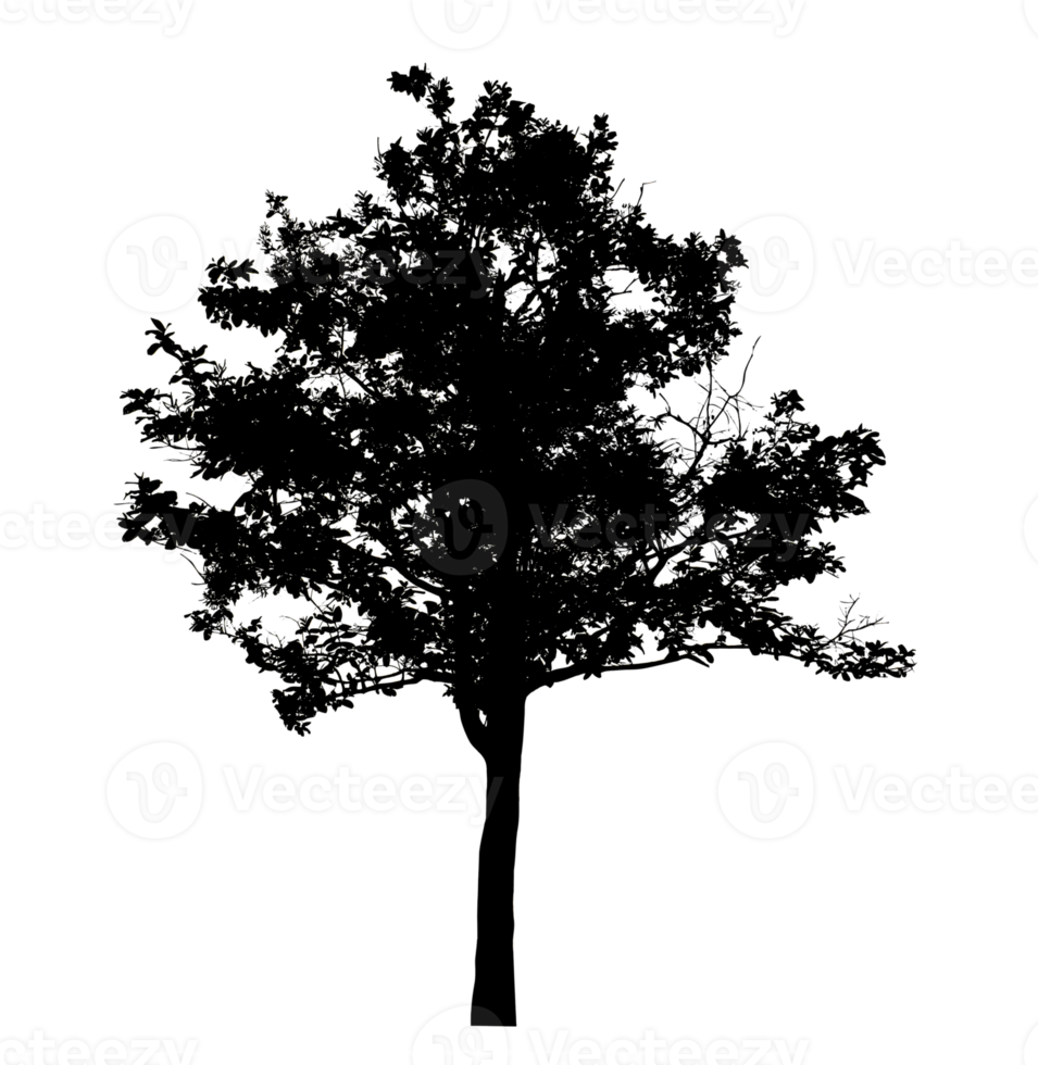 Realistic tree silhouette isolated on transparent background with clipping path and alpha channel png