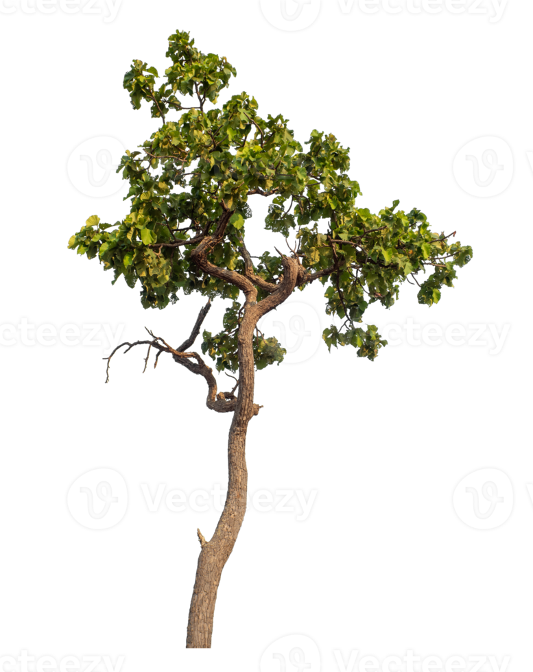 Green tree isolated on transparent background png