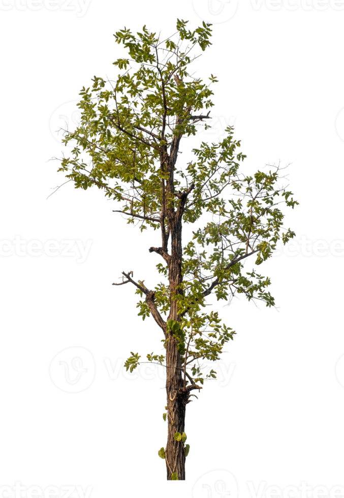 Tree isolated on transparent background png