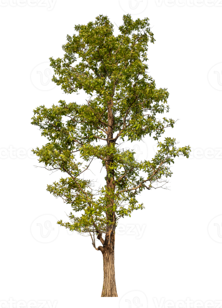 Green tree isolated on transparent background png