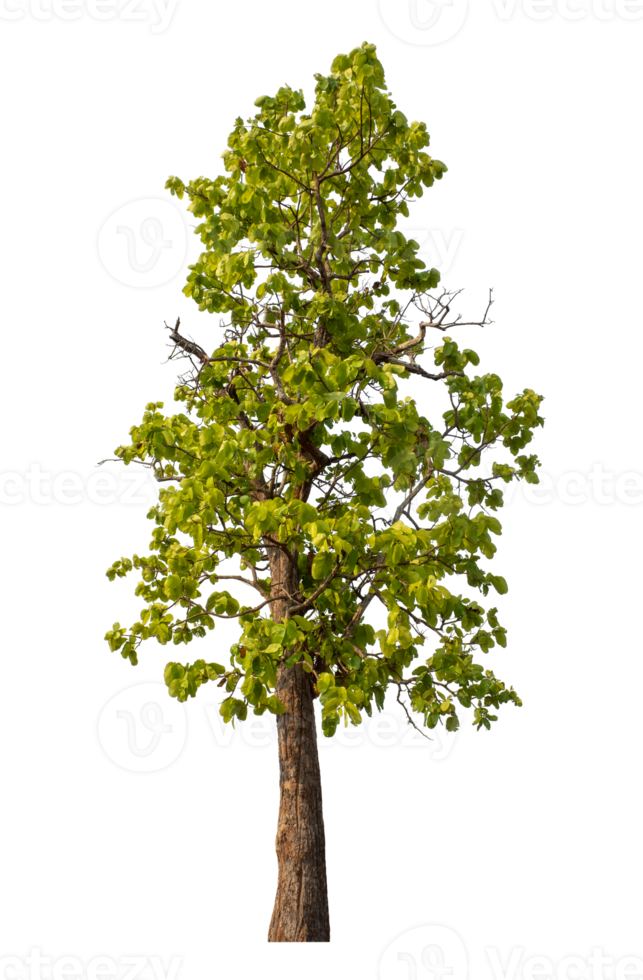 Green tree isolated on transparent background png