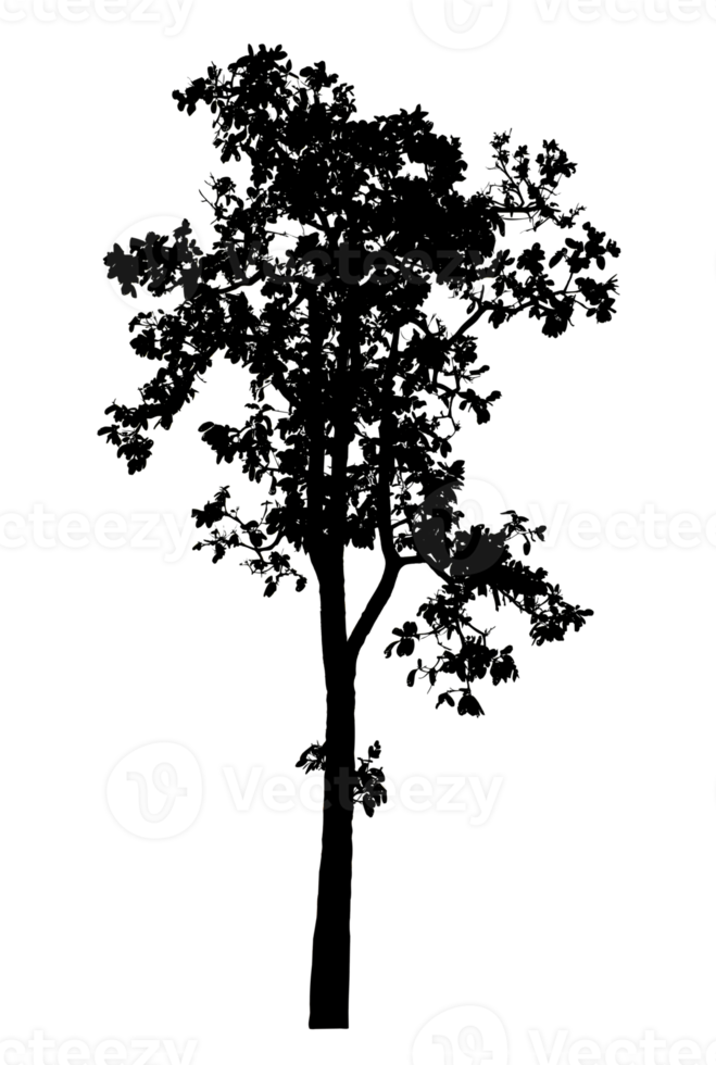 Realistic tree silhouette isolated on transparent background with clipping path and alpha channel png