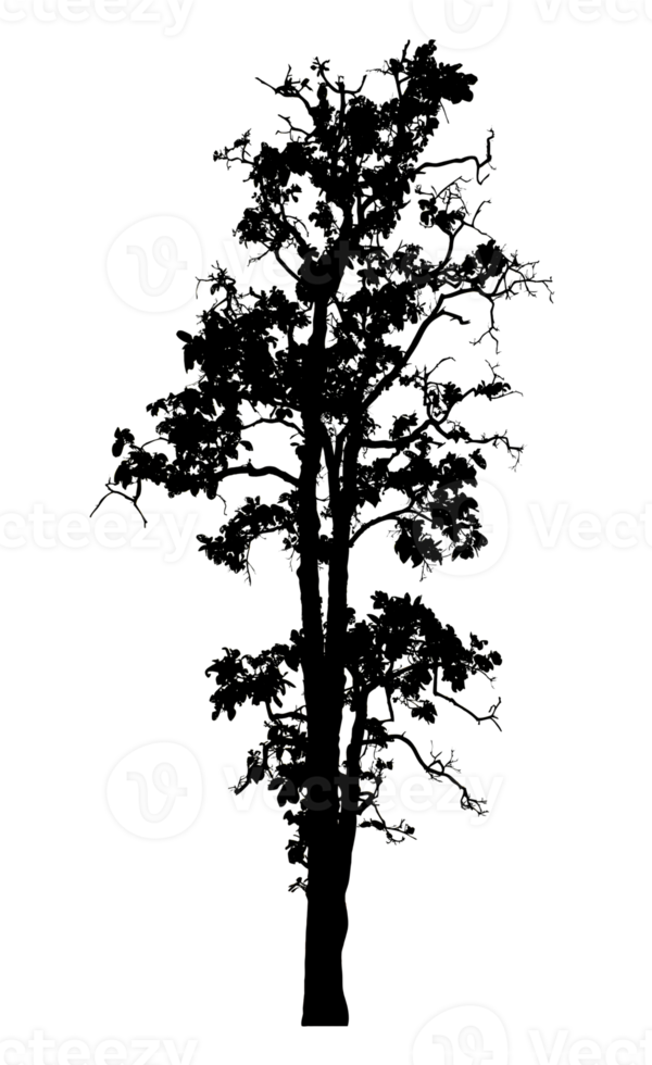 Realistic tree silhouette isolated on transparent background with clipping path and alpha channel png