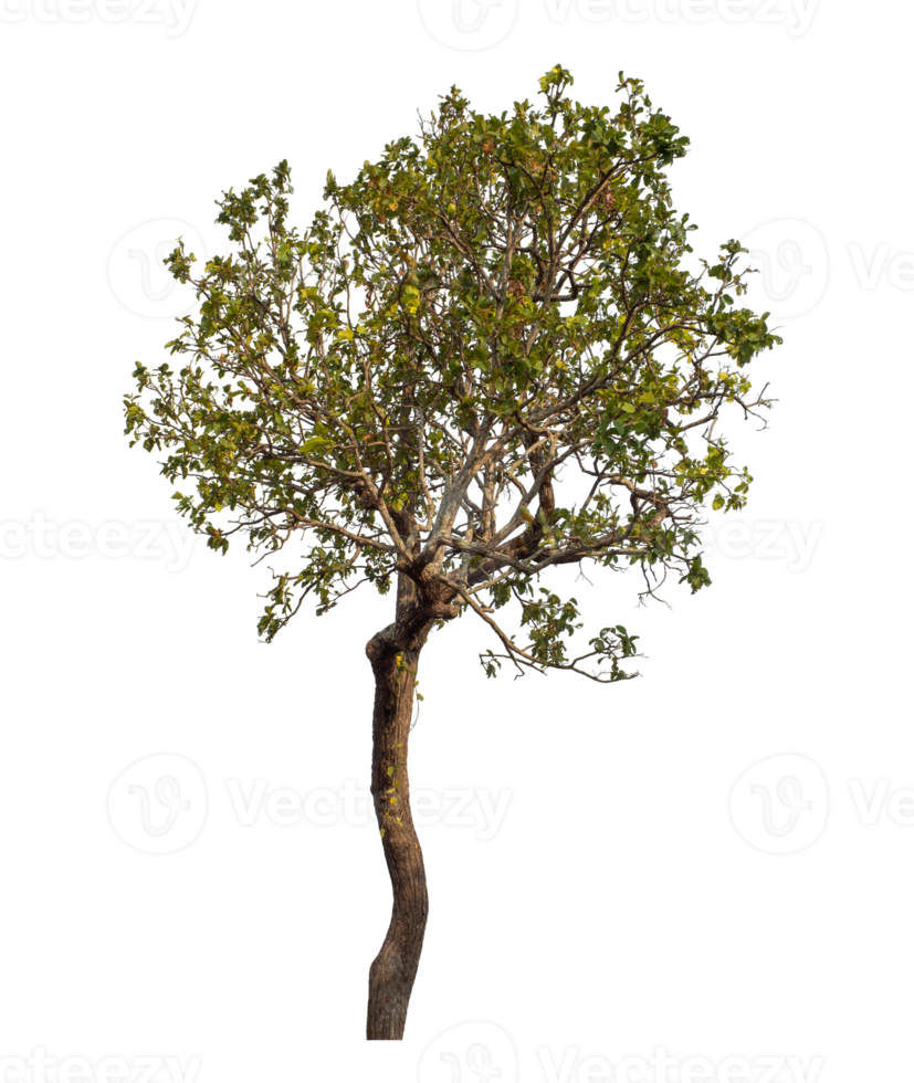 Tree isolated on transparent background png