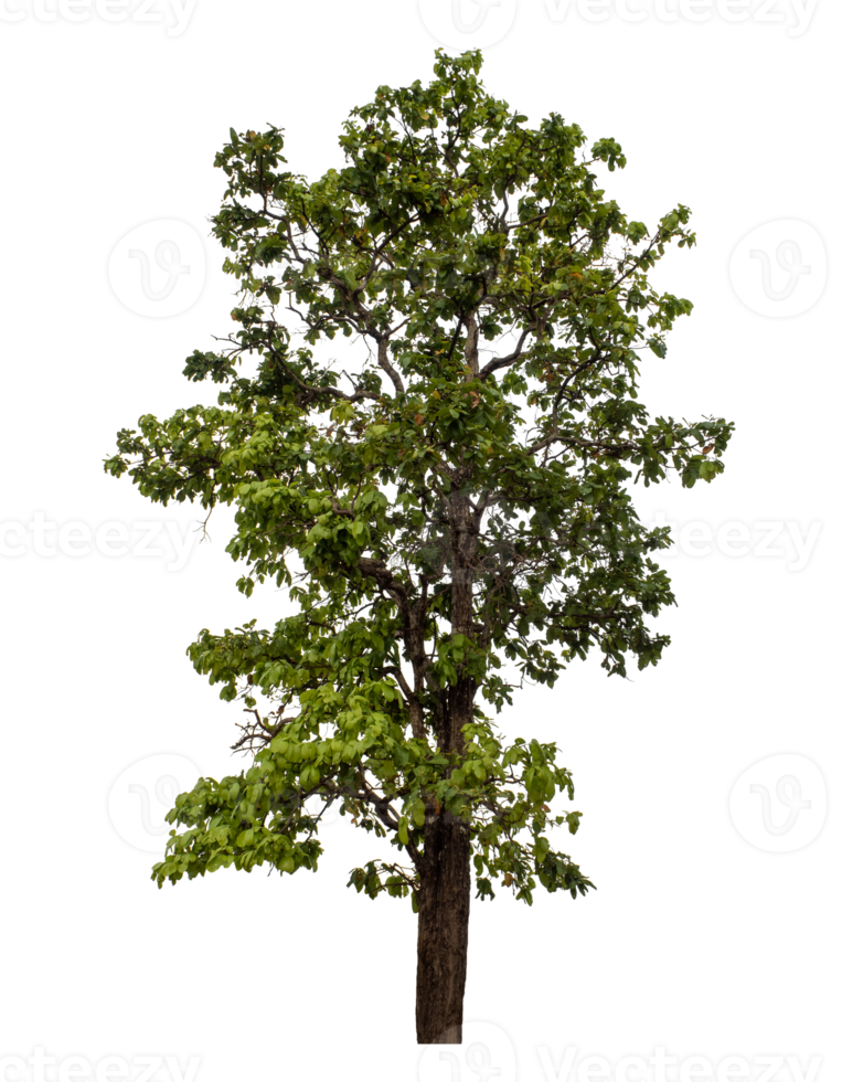 Green tree isolated on transparent background png