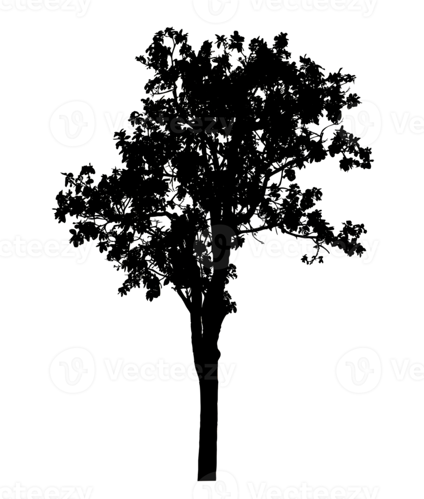 Realistic tree silhouette isolated on transparent background with clipping path and alpha channel png