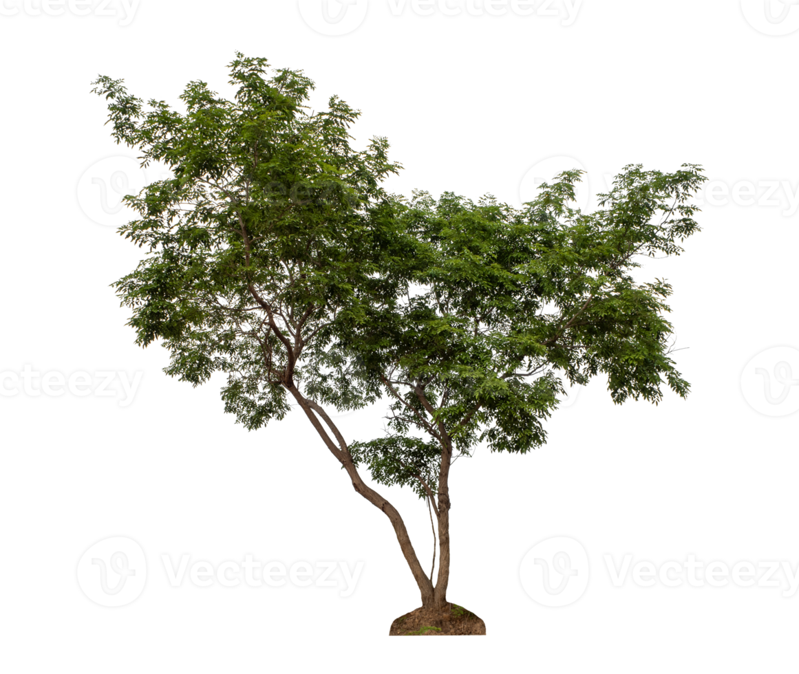 Green tree isolated on transparent background png