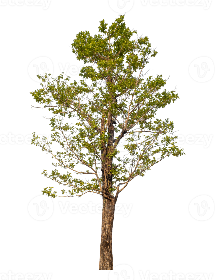 Green tree isolated on transparent background png