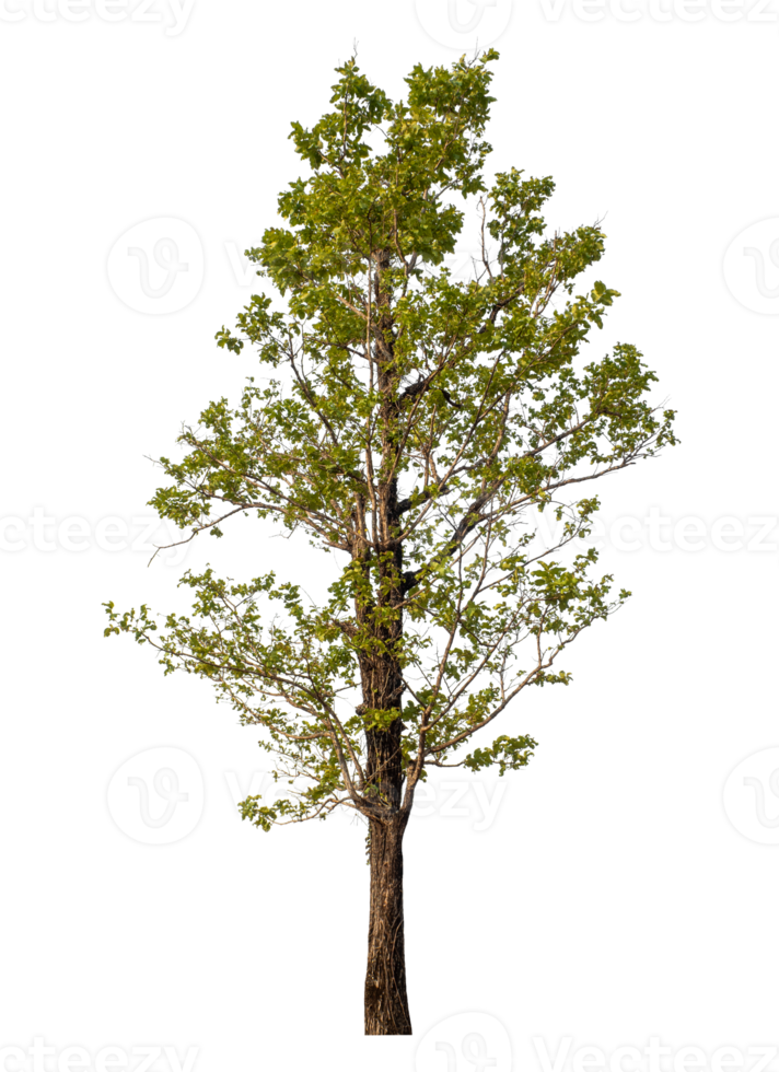 Green tree isolated on transparent background png