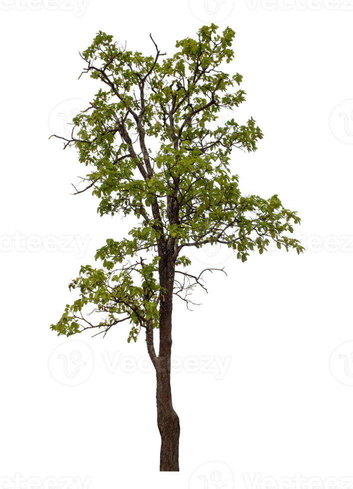 Green tree isolated on transparent background png