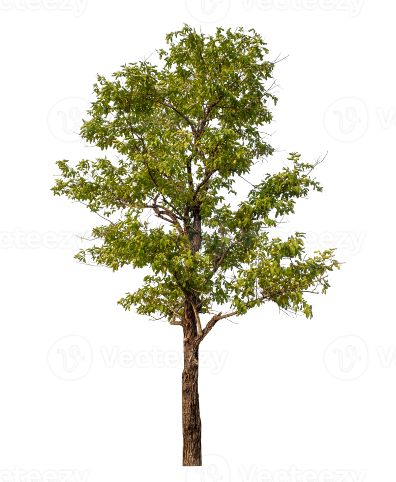 Green tree isolated on transparent background png