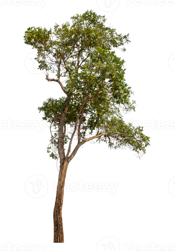 Green tree isolated on transparent background png